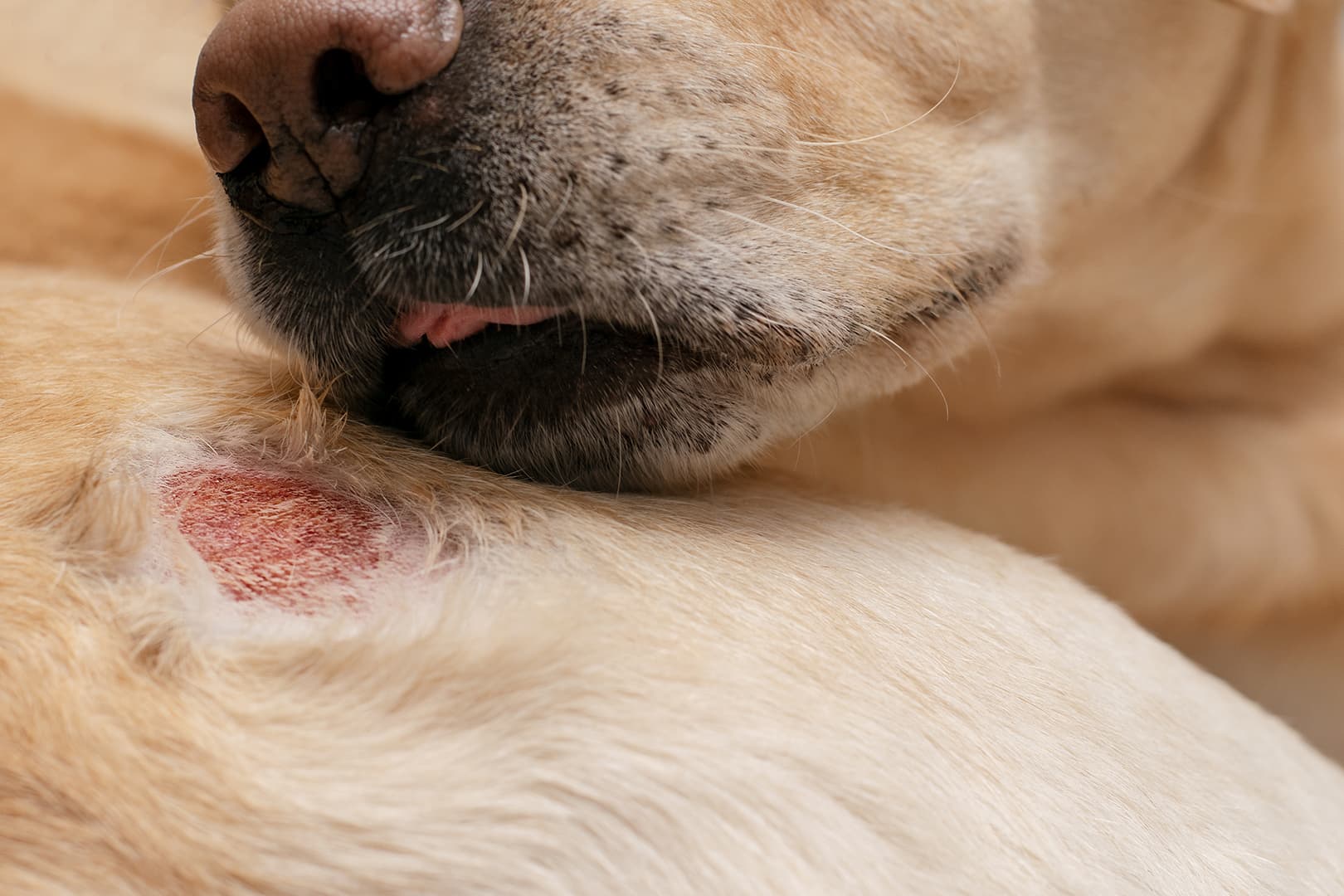Grooming and boredom are the main reasons behind paw licking