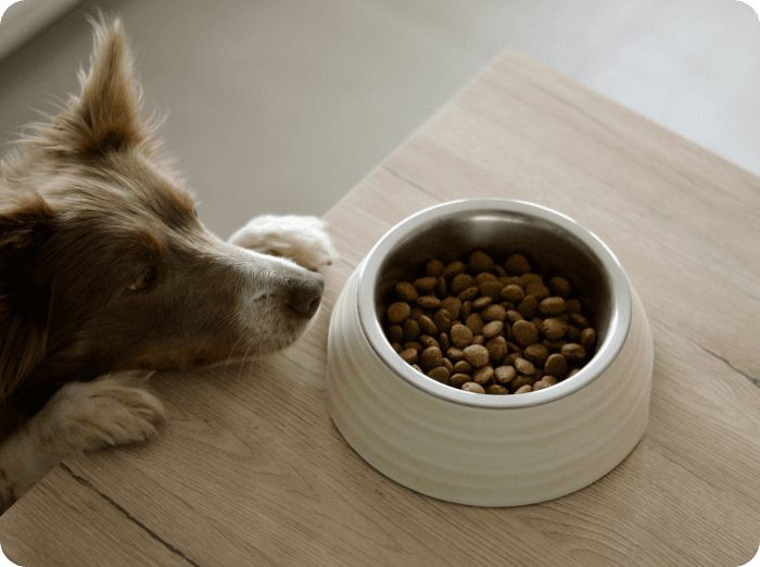 My dog’s diet has nothing to do with their allergies