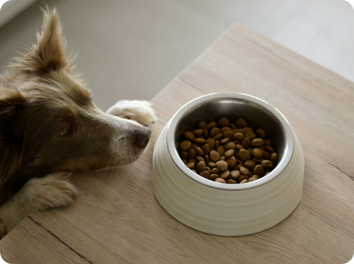 My dog’s diet has nothing to do with their allergies